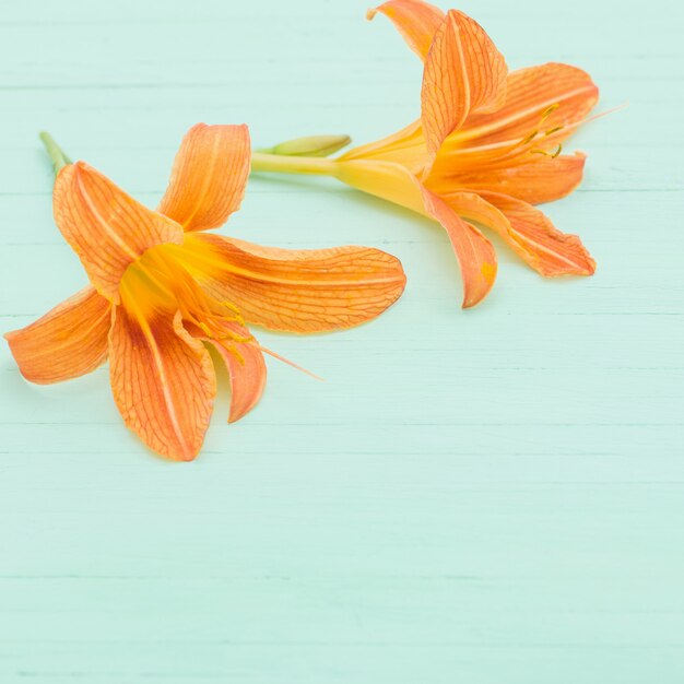 Orange day-lily on wooden surface