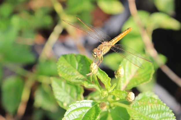 orange dragonfly resting on flower