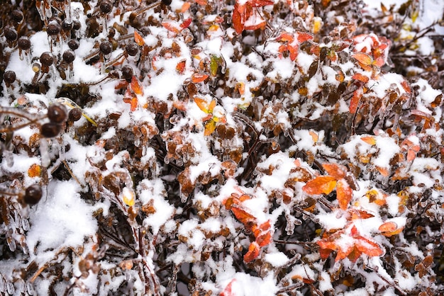 Orange dry leaves growing on a branch covered with ice on a winter day