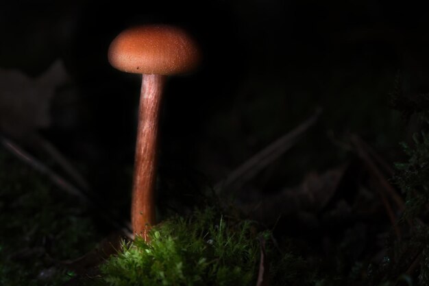 Photo orange filigree mushrooms in moss on forest floor macro view from the habitat