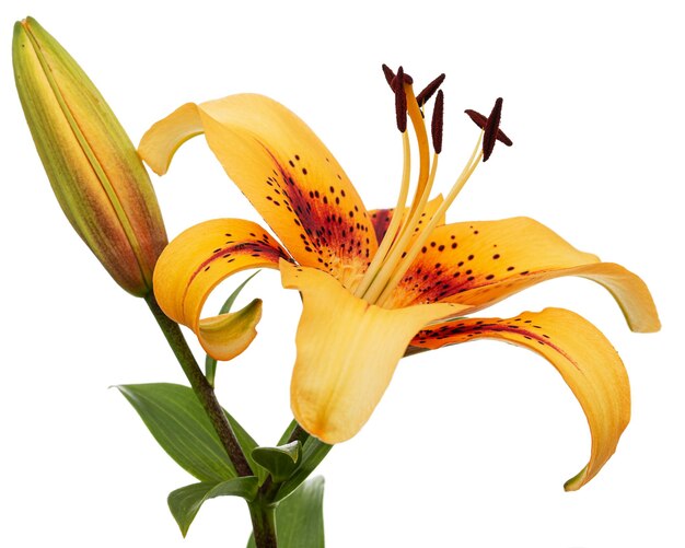 Orange flower of asian lily isolated on white background