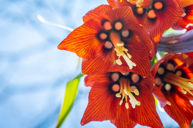 Orange flower on blue sky background