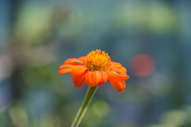 Orange flower of calendula and bright small petals.