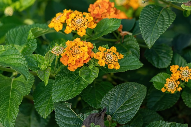 Orange Flower of Common Lantana