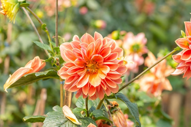 Orange flower dahlia hybrid