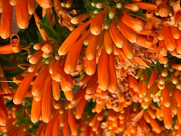 Orange flower fire Flaming Trumpet Firecracker Vine Orange Vine photo