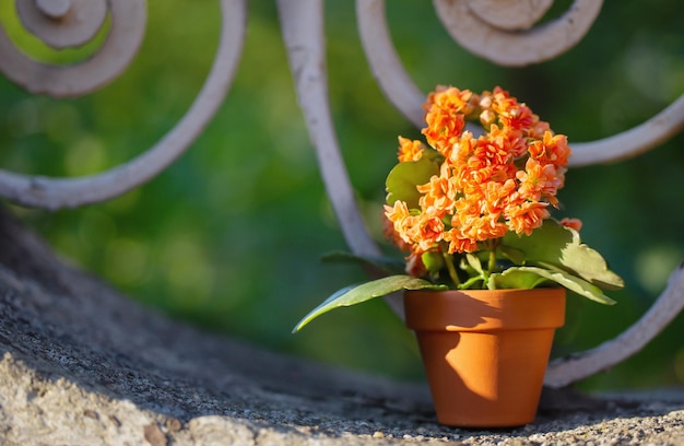 orange flower in flowerpot on vintage wall in sunlight