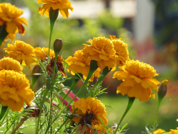 Orange flower of gerber