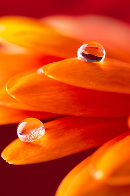 Orange flower petals with water drop close up over red background