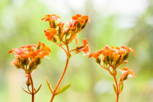 Orange flower and plant heads, houseplant, daytime