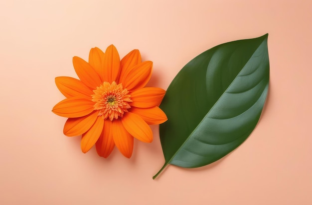 Photo orange flower with green leaves on beige background elegant floral composition