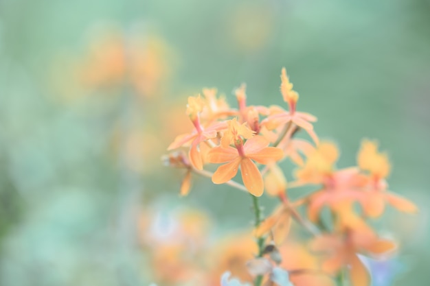 Orange flower