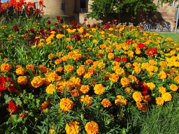 Orange flowers background