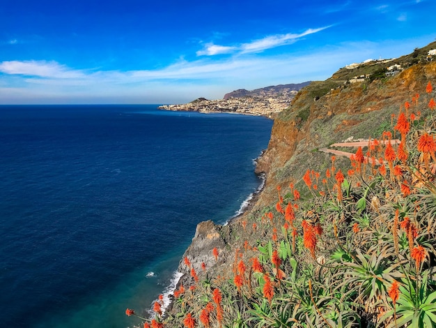 Orange flowers blooming in funchal with ocean water in background madeira island portugal