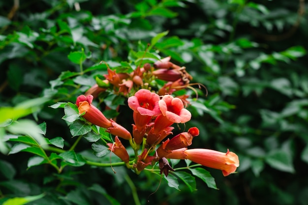 orange flowers blooming plantarium