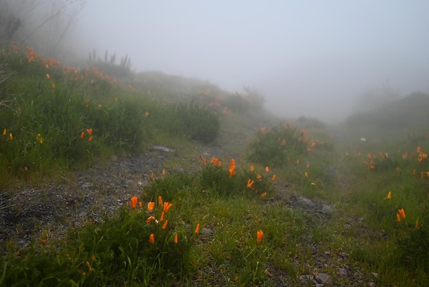 Orange flowers of Californian poppy along a rocky path in fog Californian sunlight orange flowers by sides of a hiking trail Gold poppy california in dim light Dark foggy landscape