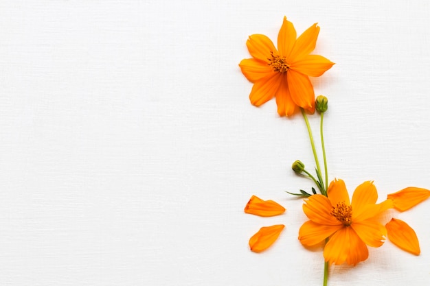 orange flowers cosmos arrangement flat lay postcard style