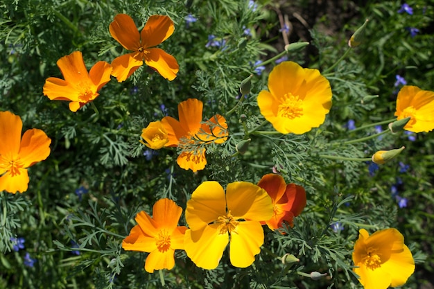 Orange flowers of eschscholzia californica or california poppy closeup with selective focus