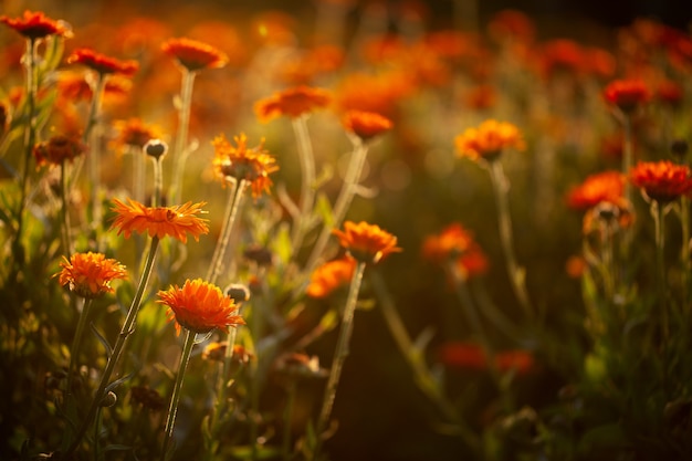 Orange flowers field on blurred natural background