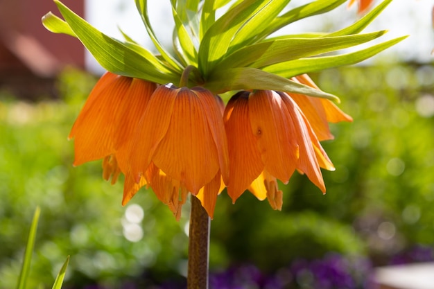 Orange Fritillaria imperialis flower closeup