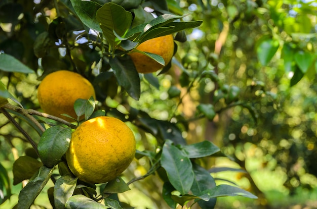 Orange fruit on its tree in the garden