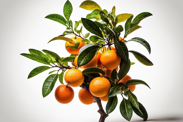 Orange fruits are suspended on an orange tree limb against a white backdrop