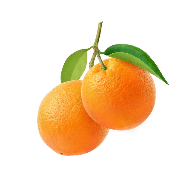 Orange fruits hangging with branch and green leaves isolated on white background.