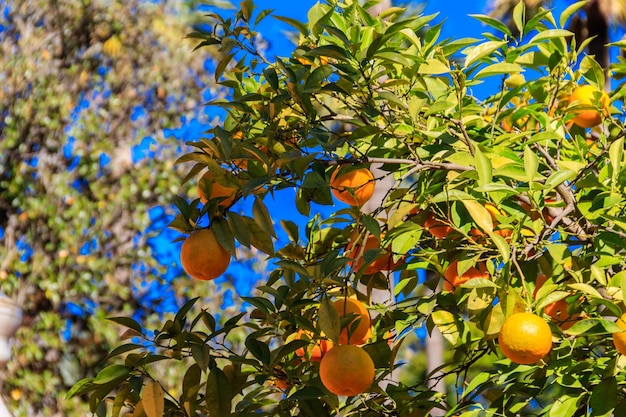 Orange fruits hanging on tree branches in the garden