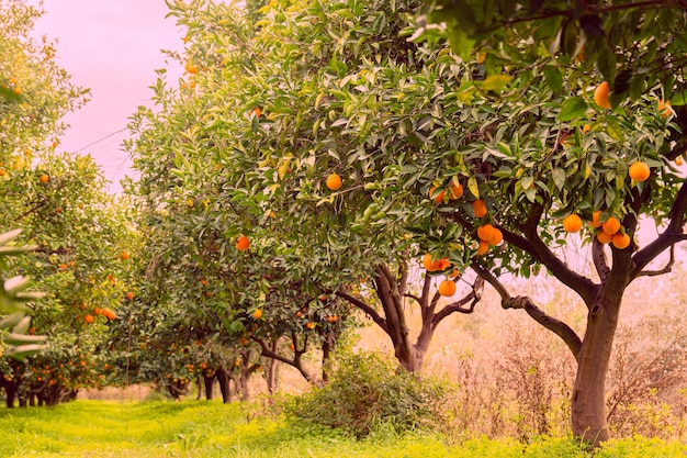 Orange garden and ripe oranges on tree branches