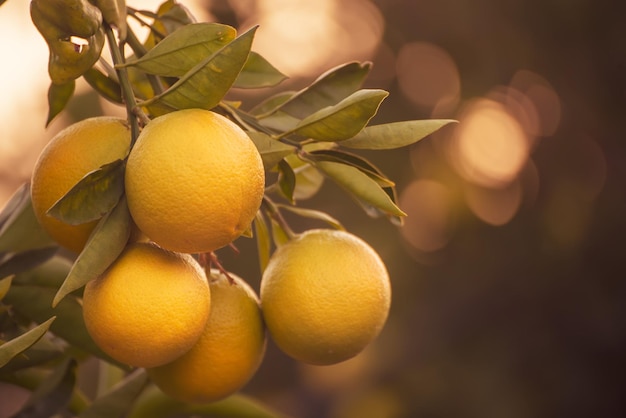 Orange garden with ripening orange lemon fruits on the trees with green leaves, natural and food background