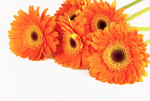 Orange gerbera flower isolated on white background