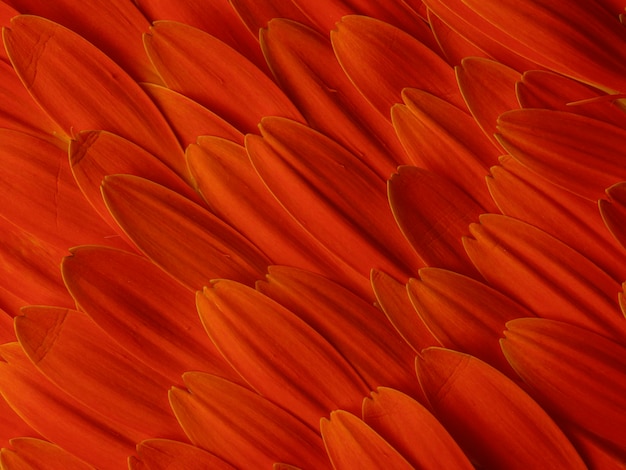 Photo orange gerbera flower petals