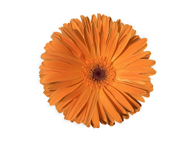 Orange gerbera flowers isolated on a white background