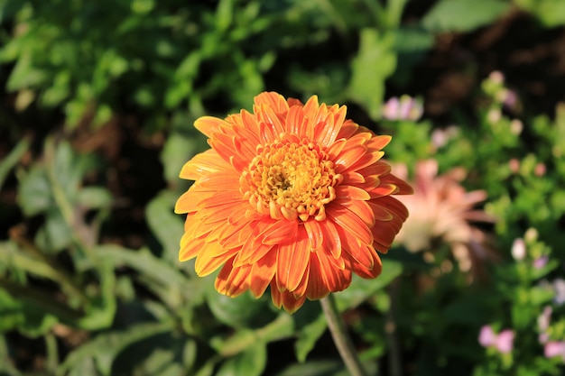 Orange Gerbera in the garden