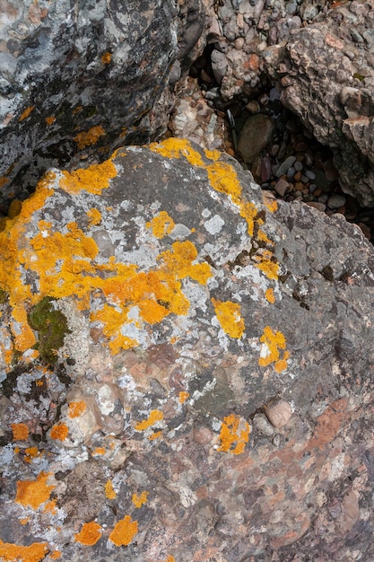 Orange and gray moss or lichen on the rocks Vertical