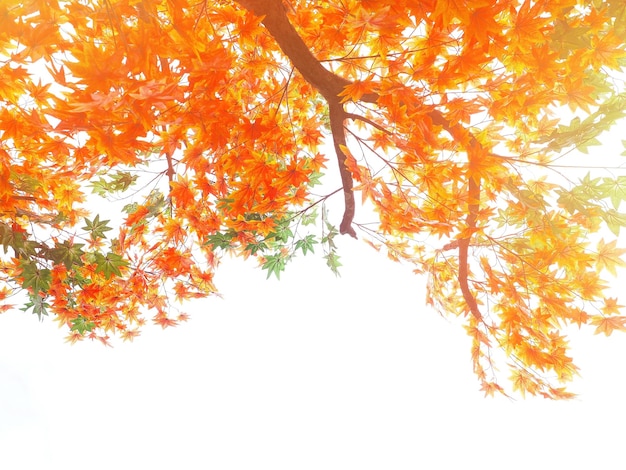 Orange and green maple leaves on tree branches