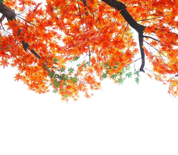 Orange and green maple leaves on tree branches