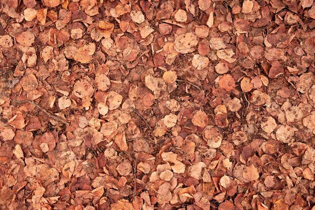 Orange grunge background of old fallen linden leaves