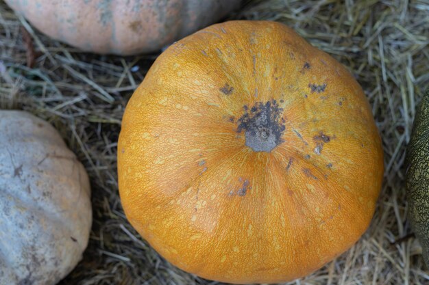 Orange halloween pumpkins on stack of hay or straw in sunny day fall display