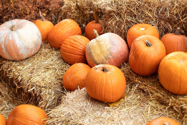 Orange halloween pumpkins on stack of hay or straw in sunny day Rustic Fall Pumpkins and straw