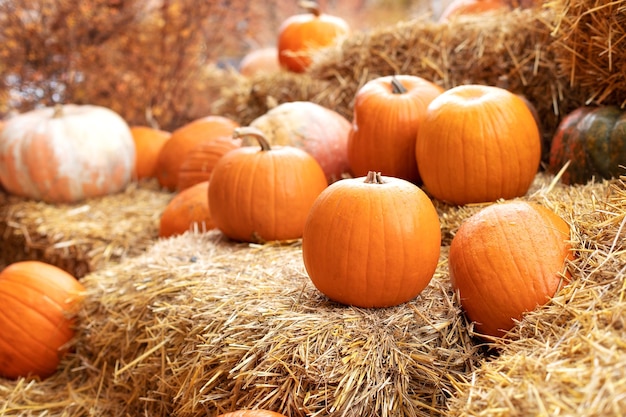 Orange halloween pumpkins on stack of hay or straw in sunny day. Rustic Fall Pumpkins