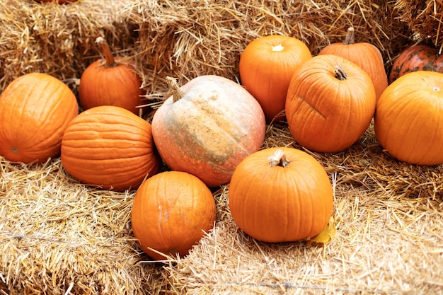 Orange halloween pumpkins on stack of hay or straw in sunny day. Rustic Fall Pumpkins