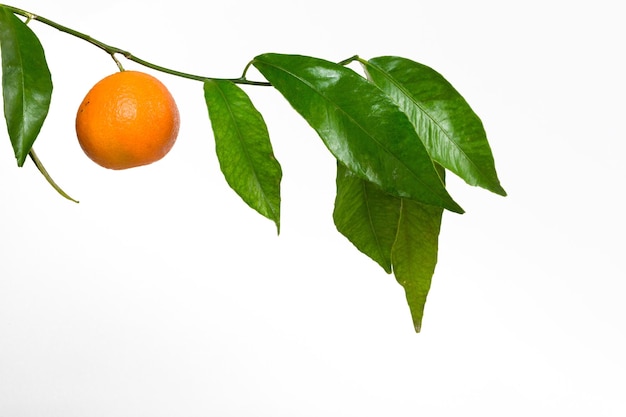 Photo orange hanging on branch