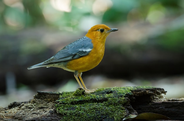 Orange-headed thrush (Geokichla citrina) in nature Thailand