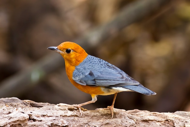 Orange-headed Thrush ( Zoothera citrine),Bird of Thailand