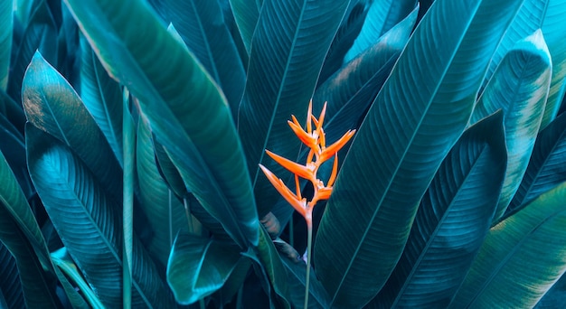 Orange Heliconi flower on light and dark tropical leaf nature background paint dye of leaves nature