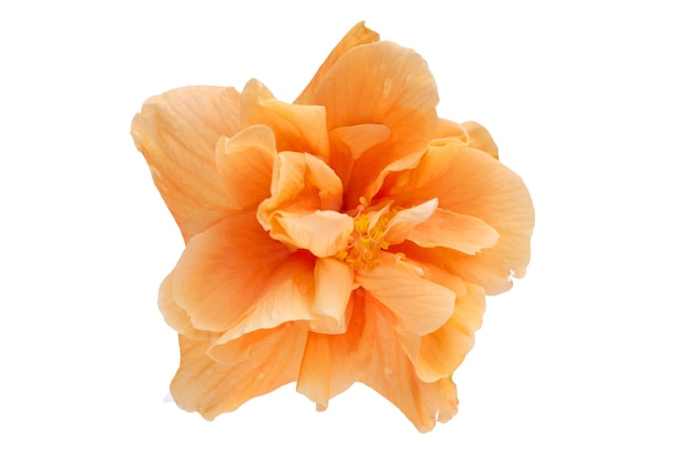 Orange hibiscus flower on white background