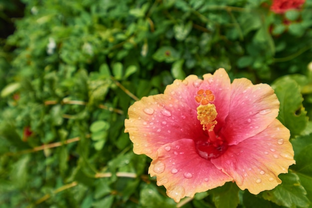 Orange hibiscus on natural green