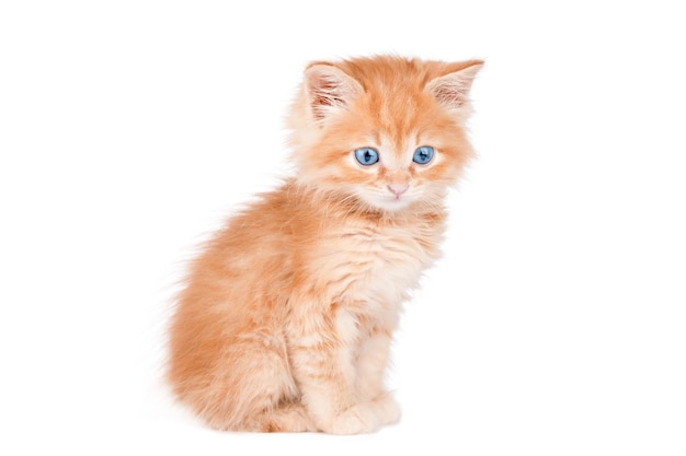 orange kitten with blue eyes isolated