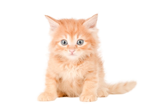 orange kitten with gray eyes isolated